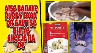 1 month puppy Food😱 | bella ka starter food🤩 | milk powder Drools pup booster | details and recipie.