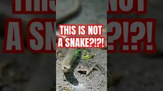 Amazing Slow Worm Facts - Guess what? Not a snake! - SFFOT