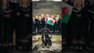 Proud Welsh Schnoodle and Welsh Flag - Calon L&acirc;n #dreamscreenai #Wales