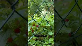 So eine Gemeinheit: eingez&auml;unte Erdbeeren!