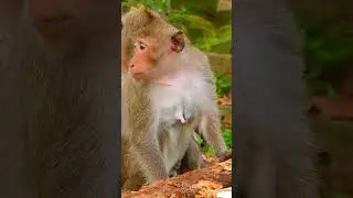 Hungry Baby Monkey Crying For Milk Cuz She Try To Weaning Her Baby #shorts #monkeys #animals