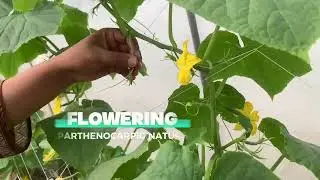How to Boost Cucumber Breeding? GGAS #green_gold_is_the_dream_gold #farming