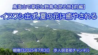 鳥海山で草花と野鳥を見る旅2025前編　野鳥撮影　　イヌワシ出ず　ハイタカ　ノスリ　サシバ　夏の高山植物　チングルマ　ハクサンフウロ　アカモノ　ミツバオウレン　ニッコウキスゲ