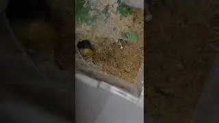 Tarantula Feeding🔥Davus pentaloris a.k.a. 