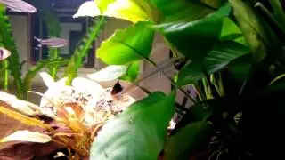 Ghost Glass Cat(Kryptopterus bicirrhis, ryba ,, duch,,, 60L tank, amazing fish to watch