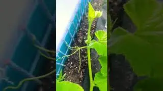 Самый быстрый способ получить женские цветы (100% доказательство) Тыквы, цуккини и тыквенные раст...