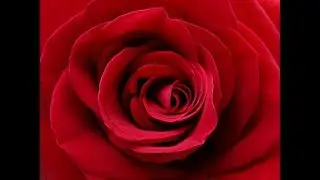 Happy Valentines Day 2018/ Best Whatsapp Status video Valentines Day 2018
