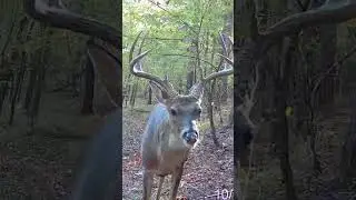 Sheesh 😂 #huntingvideos #deerhunting #bearseason #deer #hunting #bowhunting #outdoors #giantdeer