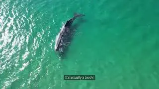 Fun Fact Friday A Narwhals Tusk Is Actually a Tooth