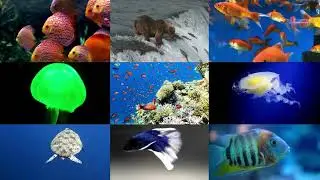 Under the sea ocean animal moves