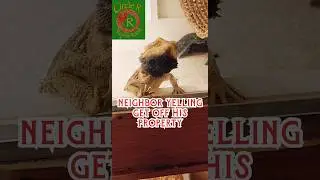 Angry Bearded Dragons vs Tegus: Hilarious Reptile Showdown!
