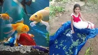fish tank cleaning / Malayalam videos/ lachu bloger