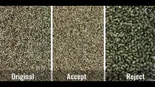 hemp seed color sorting