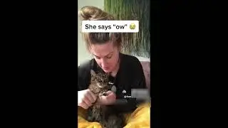 Laugh Out Loud! 😁 Funniest Orange Cats & Crazy Dog Days 2025🐷🙀 😹🐶
