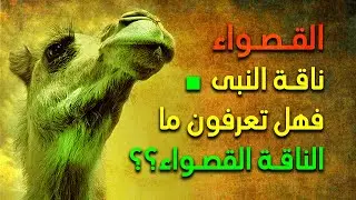 القصواء: ناقة النبى .. فهل تعرفون ما الناقة القصواء؟