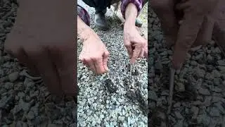Liz finds and explains what's up with the owl pellets!