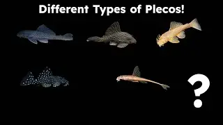 Types of Plecos | Hook On