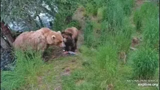 Katmai Brooks River, RF Cam. Bear #128's cub slipped down. 07.13.2025. Explore.org