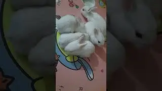 #rabbit #petrabbit #animal #brabbit #bunny #rabbitrabbit #cute #rabbitoftheday #mammal