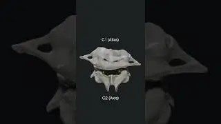 atlas and axis vertebraeatlas and axis vertebrae movement #youtubeshorts #vertebra