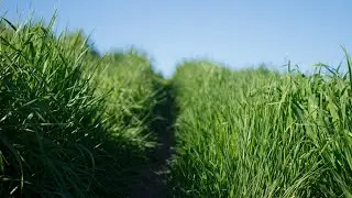 Sounds for Sleeping - Wind through tall Grass - 10 Hours [HD / Version 2]