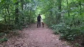 Basic Training with 6 months old Rhodesian Ridgeback puppy Rebel Valentine Arte Cassari