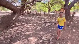 Dando água aos porcos