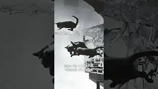 Zn&aacute;te fotku Dali Atomicus? 🩵💚