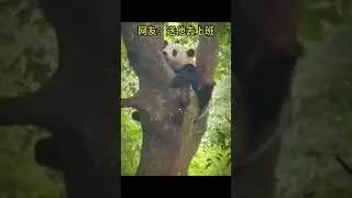 Living the Dream! Chubby Panda Swings Legs While the Rest of Us Pay Rent 🐼😂▏hi@tibet4fun com
