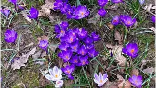 Spring Awakening - Calming Music For inner peace and deep relaxation