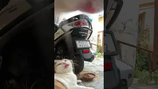 Cat Bullies every neighbourhood cat POV #pov #petpov #pointofview