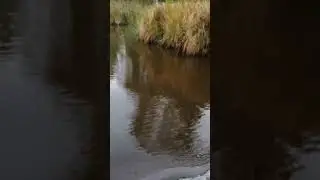 25. Bank of the Stream. Берег Ручья. 4 30