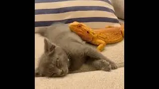 Funny Bearded Dragon Videos
