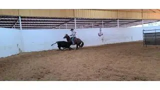 WHIP-2015 Gelding by  Dual Smart Rey Jared Lesh Cowhorses