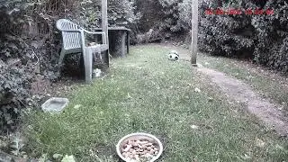 Nervous Fox plucks up courage to get the Chicken. 🦊🍗🤗