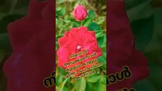 18jan26 നിലാ കായം വെളിച്ചം #song #love #youtube #malayalam #vireal #youtube #trending #tamil #shorts