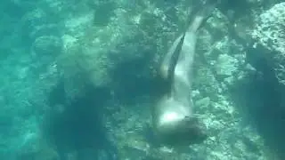 Curious Sea Lion in the Galapagos