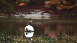 Neotropic Cormorant Bird In HD