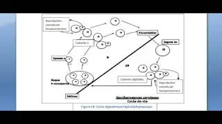 Les champignons sup&eacute;rieurs (Ascomycota)-Partie 4-  Les Saccharomycotina