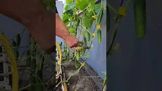Eu plantei pepinos no meu canteiro #cultivaremcasa #horta #hortaemcasa #hortaorganica