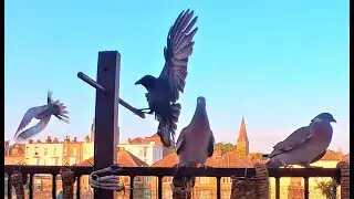 Wood Pigeons Vs Crow Vs Dove Vs Jay / Balcony Bird Table 4K