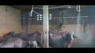Fogger system