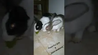 power of the wife 😂 #rabbit #husband #wife #bunny #trending #sad #youtubeshorts #tiktok #funny #asmr