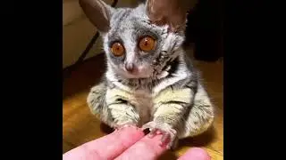 Mouse lemurs 🐒