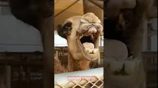 laughing camel ! #shorts #youtubeshorts #camel