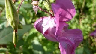 Himalayan Balsam - Impatiens glandulifera  - Aldinskellur - Balsam&iacute;a - Gar&eth;planta - Villijurt