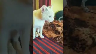 cat funny video in the dining room 🤣🤣🤣
