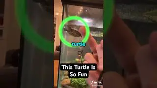 Лучший способ играть с черепахой...