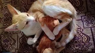 cute cat cleaning her baby 😺😸😻😽#catsounds#catvideos#cutekitten#catlovers#viralcats#meow#AnimalVideos