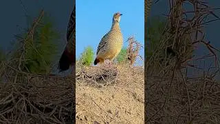 #Bird lover Layyah#birds of feather billie eilish #bird life nest 🪺 bird life in jungle #femaleteet